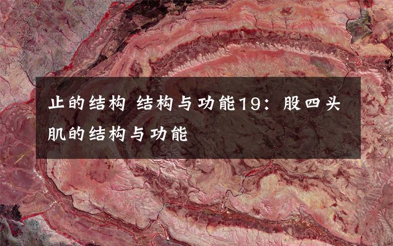 止的结构 结构与功能19：股四头肌的结构与功能