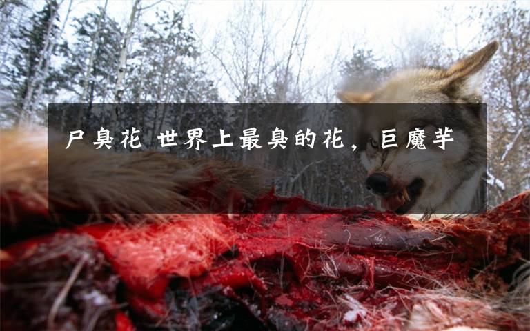 尸臭花 世界上最臭的花,巨魔芋