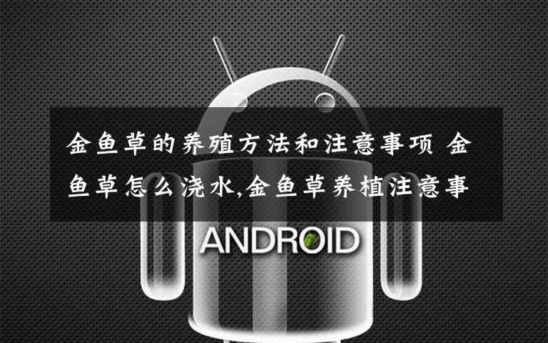 金鱼草的养殖方法和注意事项 金鱼草怎么浇水,金鱼草养植注意事项