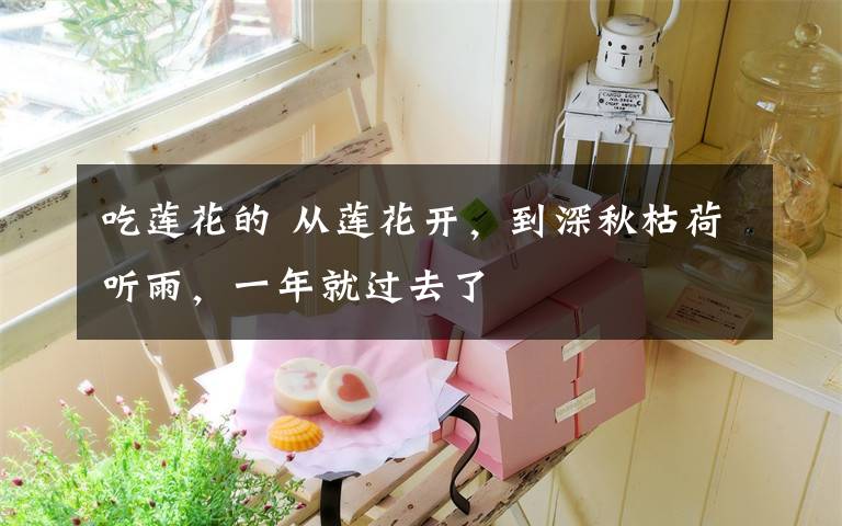 吃莲花的 从莲花开,到深秋枯荷听雨,一年就过去了