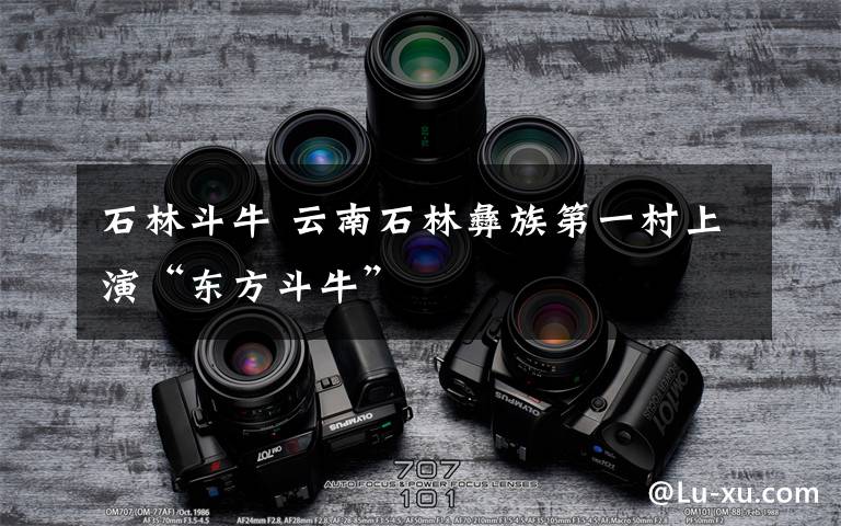 石林斗牛 云南石林彝族第一村上演“东方斗牛”