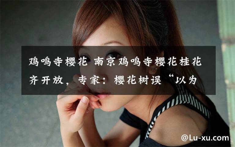 鸡鸣寺樱花 南京鸡鸣寺樱花桂花齐开放,专家:樱花树误“以为”春天到了