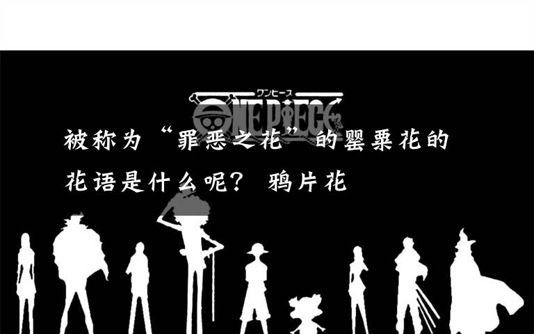 被称为“罪恶之花”的罂粟花的花语是什么呢? 鸦片花