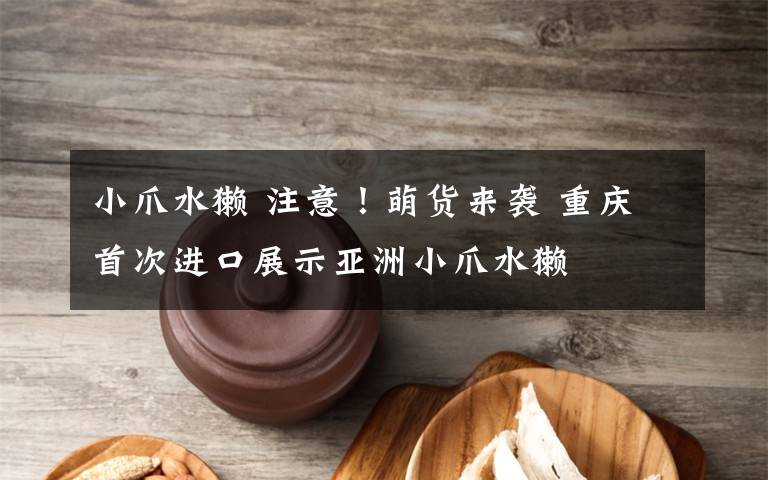 小爪水獭 注意!萌货来袭 重庆首次进口展示亚洲小爪水獭