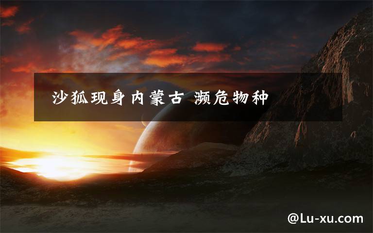  沙狐现身内蒙古 濒危物种