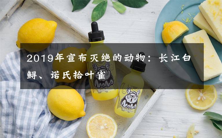 2019年宣布灭绝的动物:长江白鲟、诺氏拾叶雀