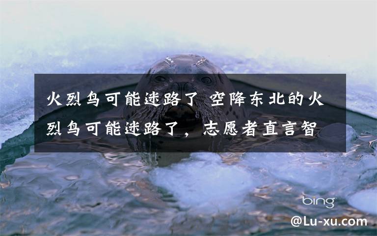 火烈鸟可能迷路了 空降东北的火烈鸟可能迷路了,志愿者直言智商不高,网友说出它的心声