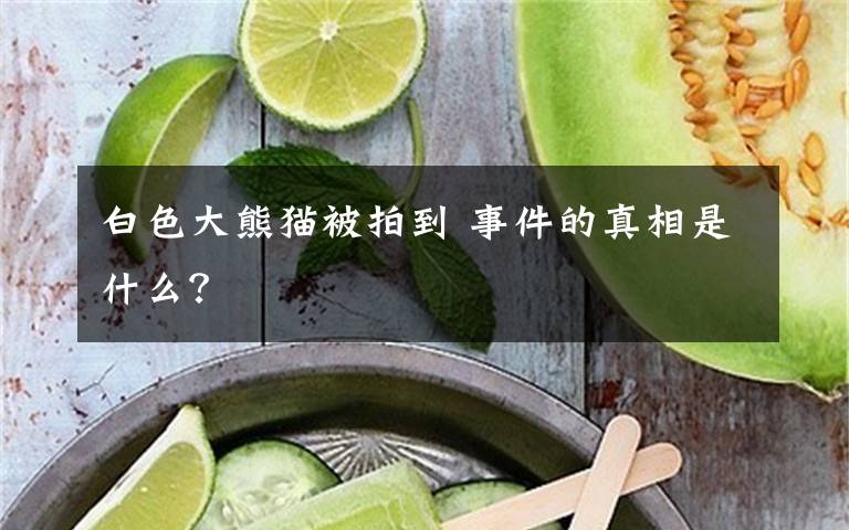 白色大熊猫被拍到 事件的真相是什么？