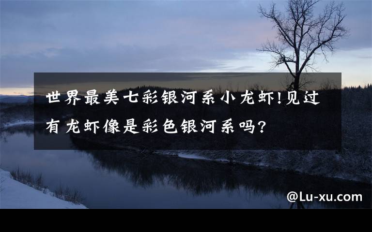 世界最美七彩银河系小龙虾!见过有龙虾像是彩色银河系吗?