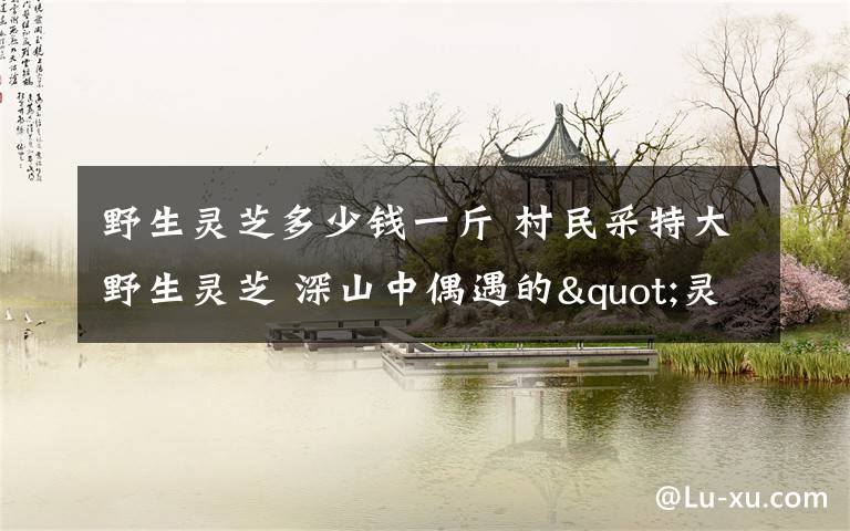 野生灵芝多少钱一斤 村民采特大野生灵芝 深山中偶遇的"灵芝精"价值多少?
