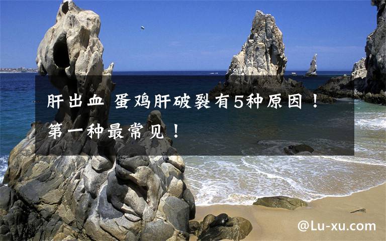 肝出血 蛋鸡肝破裂有5种原因!第一种最常见!