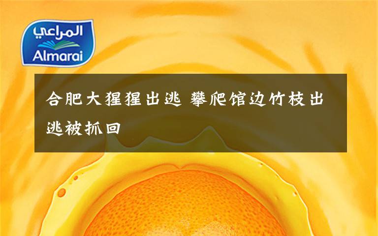 合肥大猩猩出逃 攀爬馆边竹枝出逃被抓回