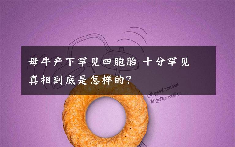 母牛产下罕见四胞胎 十分罕见 真相到底是怎样的?