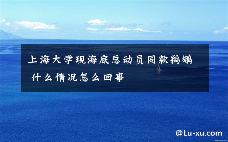 上海大学现海底总动员同款鹈鹕 什么情况怎么回事