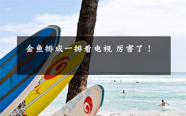 金鱼排成一排看电视 厉害了!