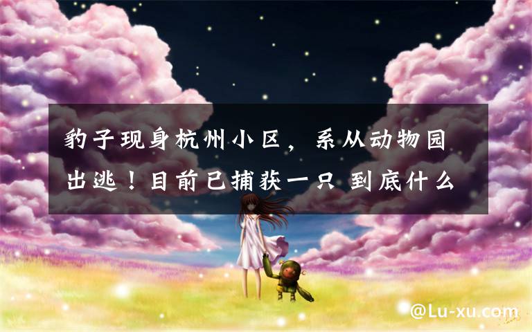 豹子现身杭州小区,系从动物园出逃!目前已捕获一只 到底什么情况呢?