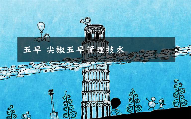 五早 尖椒五早管理技术