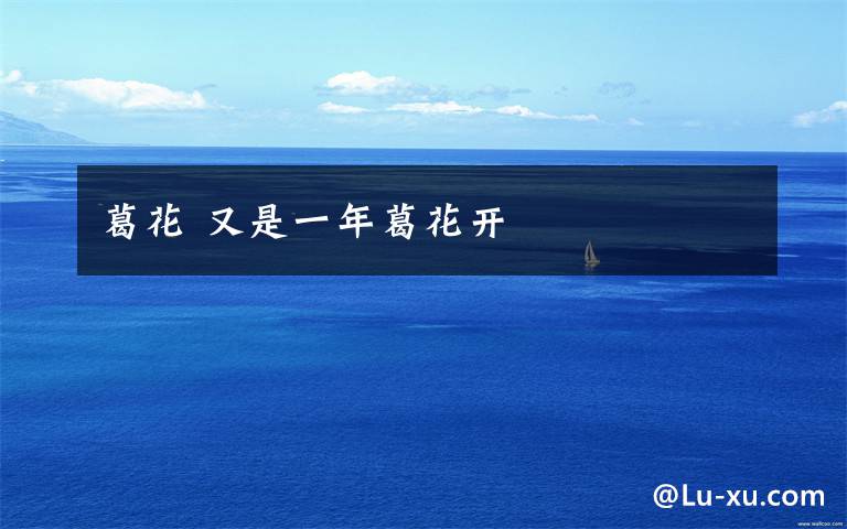 葛花 又是一年葛花开