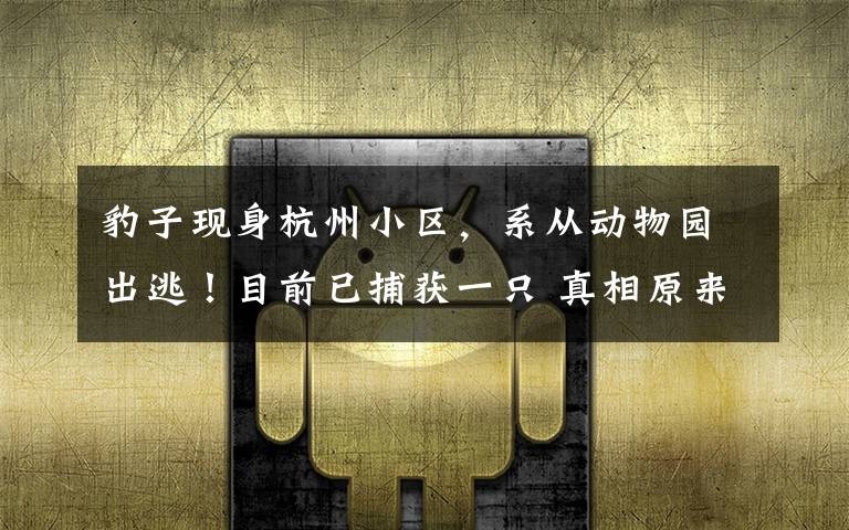 豹子现身杭州小区,系从动物园出逃!目前已捕获一只 真相原来是这样!
