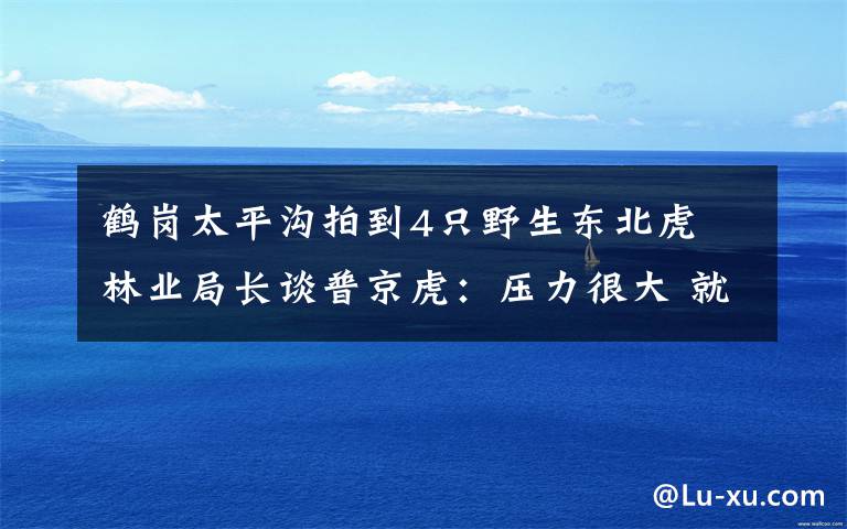 鹤岗太平沟拍到4只野生东北虎 林业局长谈普京虎:压力很大 就差当祖宗供着