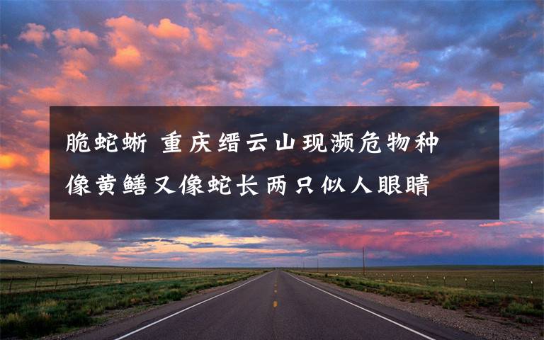 脆蛇蜥 重庆缙云山现濒危物种 像黄鳝又像蛇长两只似人眼睛