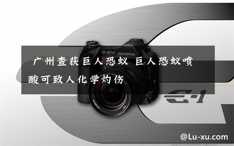 广州查获巨人恐蚁 巨人恐蚁喷酸可致人化学灼伤
