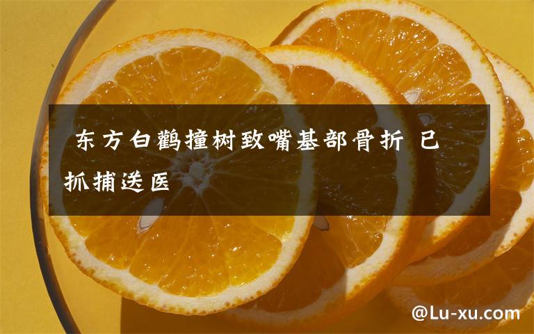 东方白鹳撞树致嘴基部骨折 已抓捕送医