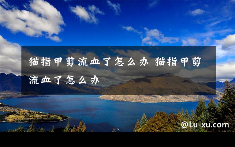 猫指甲剪流血了怎么办 猫指甲剪流血了怎么办