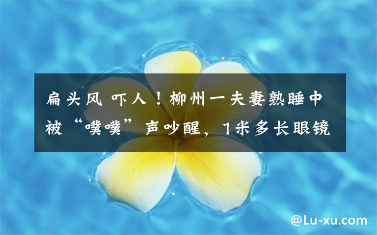 扁头风 吓人！柳州一夫妻熟睡中被“噗噗”声吵醒，1米多长眼镜蛇从床头爬过
