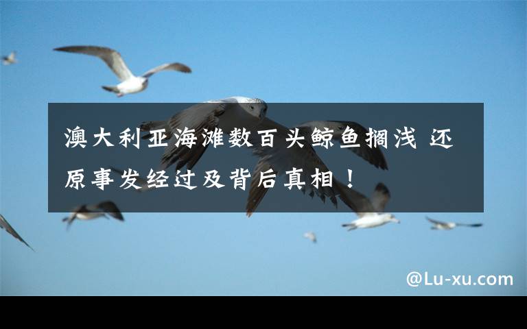澳大利亚海滩数百头鲸鱼搁浅 还原事发经过及背后真相!