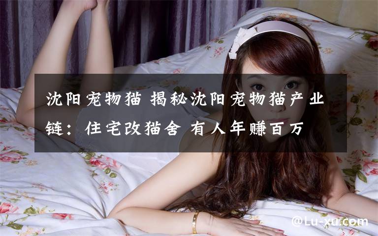 沈阳宠物猫 揭秘沈阳宠物猫产业链：住宅改猫舍 有人年赚百万