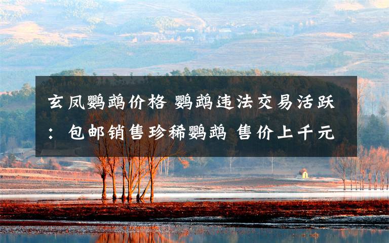 玄凤鹦鹉价格 鹦鹉违法交易活跃:包邮销售珍稀鹦鹉 售价上千元