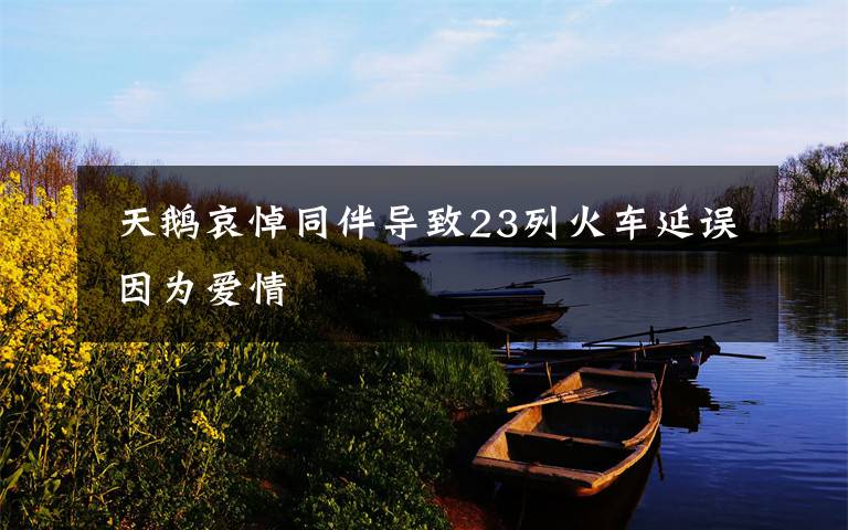  天鹅哀悼同伴导致23列火车延误 因为爱情