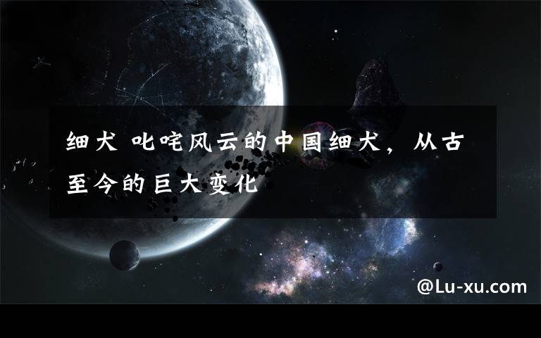 细犬 叱咤风云的中国细犬,从古至今的巨大变化