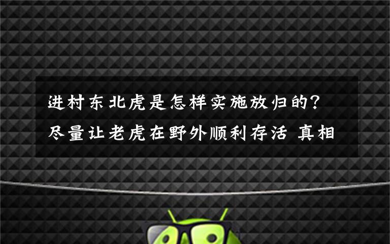 进村东北虎是怎样实施放归的?尽量让老虎在野外顺利存活 真相原来是这样!