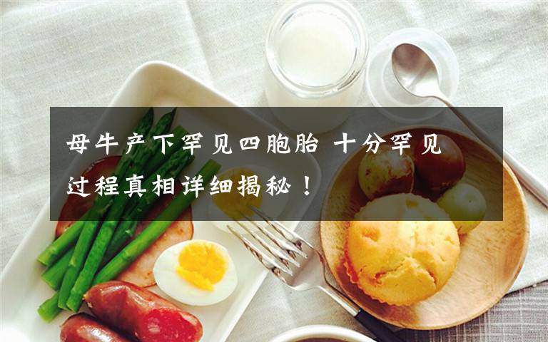母牛产下罕见四胞胎 十分罕见 过程真相详细揭秘!