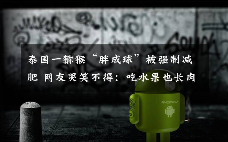 泰国一猕猴“胖成球”被强制减肥 网友哭笑不得:吃水果也长肉啊