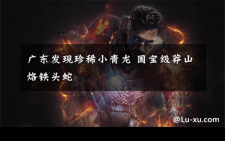 广东发现珍稀小青龙 国宝级莽山烙铁头蛇