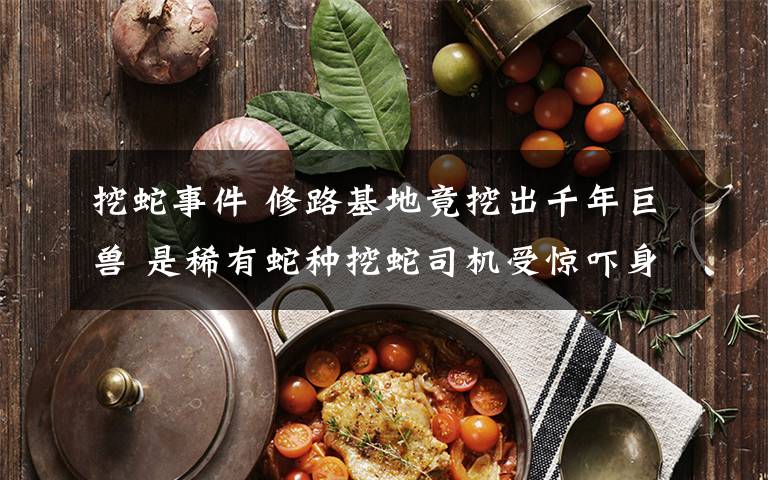挖蛇事件 修路基地竟挖出千年巨兽 是稀有蛇种挖蛇司机受惊吓身亡