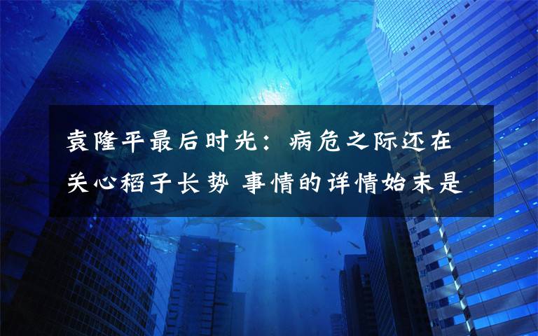 袁隆平最后时光：病危之际还在关心稻子长势 事情的详情始末是怎么样了！