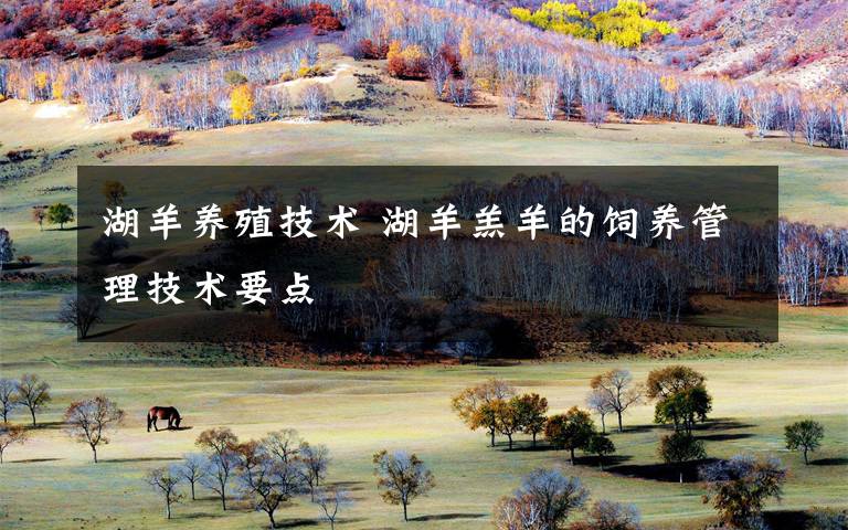 湖羊养殖技术 湖羊羔羊的饲养管理技术要点