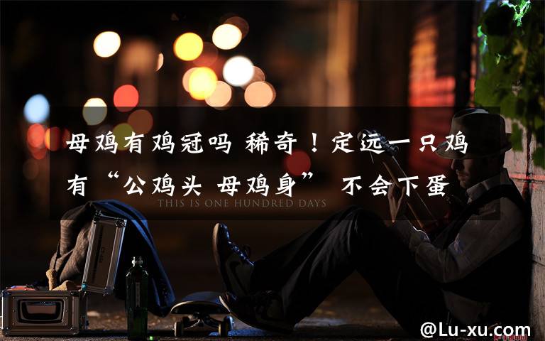 母鸡有鸡冠吗 稀奇!定远一只鸡有“公鸡头 母鸡身” 不会下蛋会打鸣