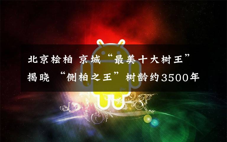 北京桧柏 京城“最美十大树王”揭晓 “侧柏之王”树龄约3500年