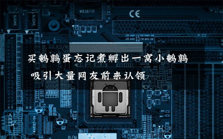 买鹌鹑蛋忘记煮孵出一窝小鹌鹑 吸引大量网友前来认领