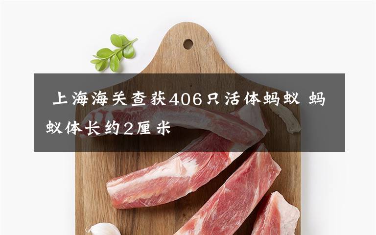 上海海关查获406只活体蚂蚁 蚂蚁体长约2厘米