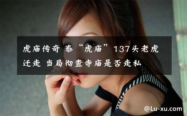 虎庙传奇 泰“虎庙”137头老虎迁走 当局彻查寺庙是否走私