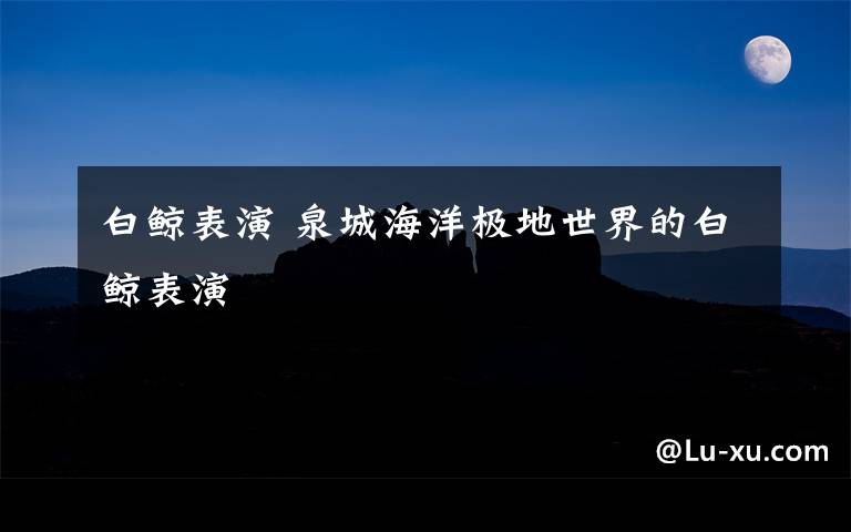 白鲸表演 泉城海洋极地世界的白鲸表演