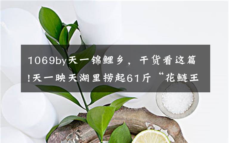 1069by天一锦鲤乡,干货看这篇!天一映天湖里捞起61斤“花鲢王”