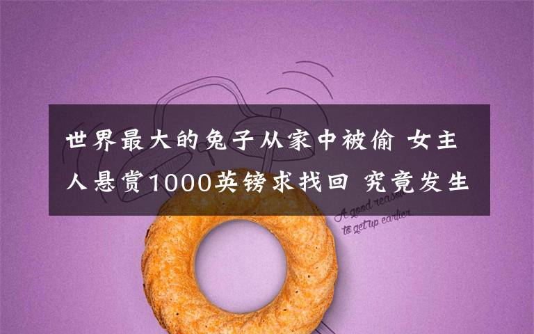 世界最大的兔子从家中被偷 女主人悬赏1000英镑求找回 究竟发生了什么?