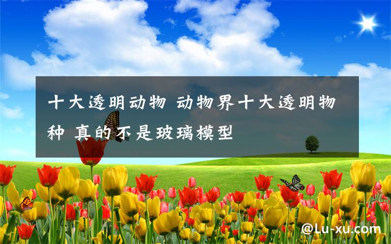 十大透明动物 动物界十大透明物种 真的不是玻璃模型